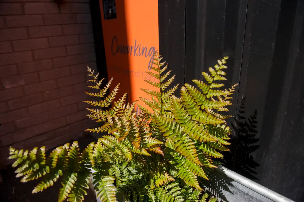 plants in our outdoor area