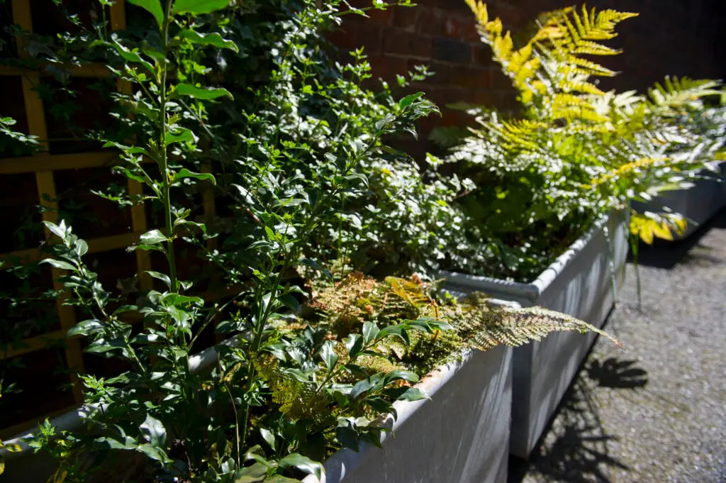 Plants in our outside area